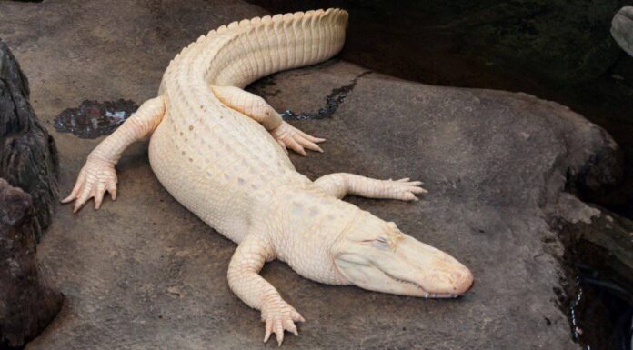 White Animals - Albino Alligator