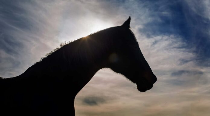 Guarda King Buck da vicino - Il cavallo più alto del mondo da 3.126 libbre
