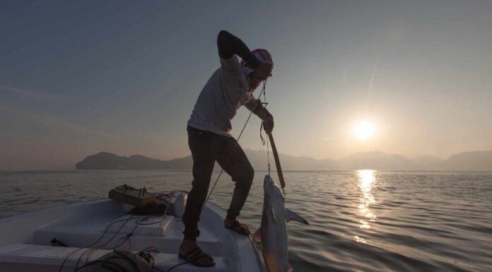 Guarda i pescatori andare a caccia di squali nel fiume Mississippi
