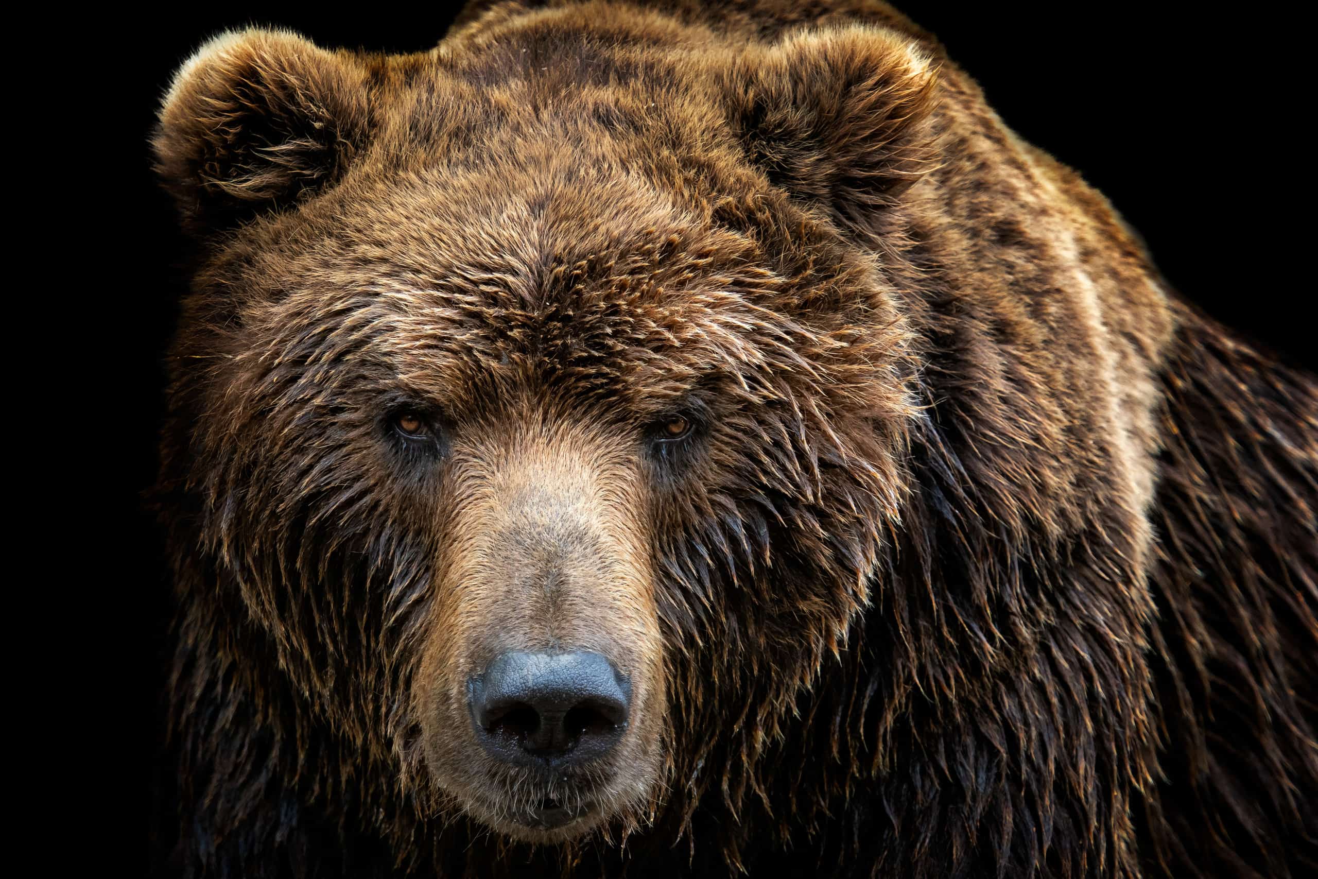 Guarda il leggendario Grizzly noto come "Boss" inseguire il suo rivale lungo un'autostrada