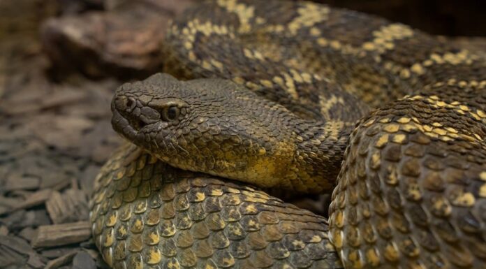 Guarda la resa dei conti di mezzanotte di Daredevil con il serpente a sonagli più pericoloso del mondo
