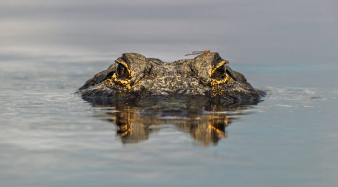 Guarda cosa succede quando un serpente a sonagli scivola in uno stagno infestato da alligatori

