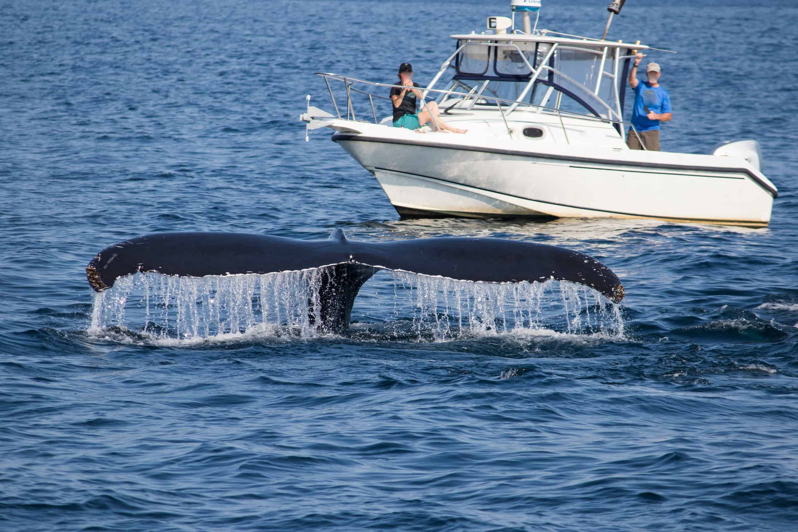 Guarda questa balena che salta dall'oceano e distruggi assolutamente una piccola barca
