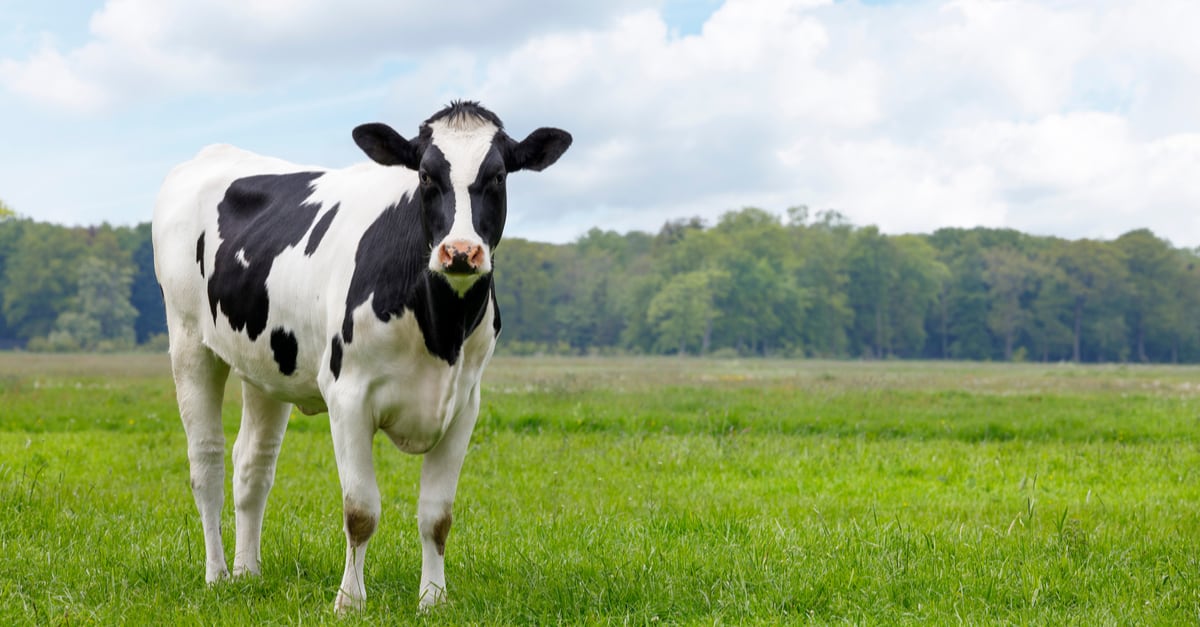 Guarda questa mucca rispettosa della legge che aspetta pazientemente di attraversare la strada