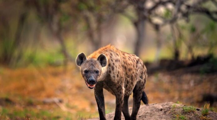 Guarda queste fastidiose iene che cercano di tirare un leone per la coda
