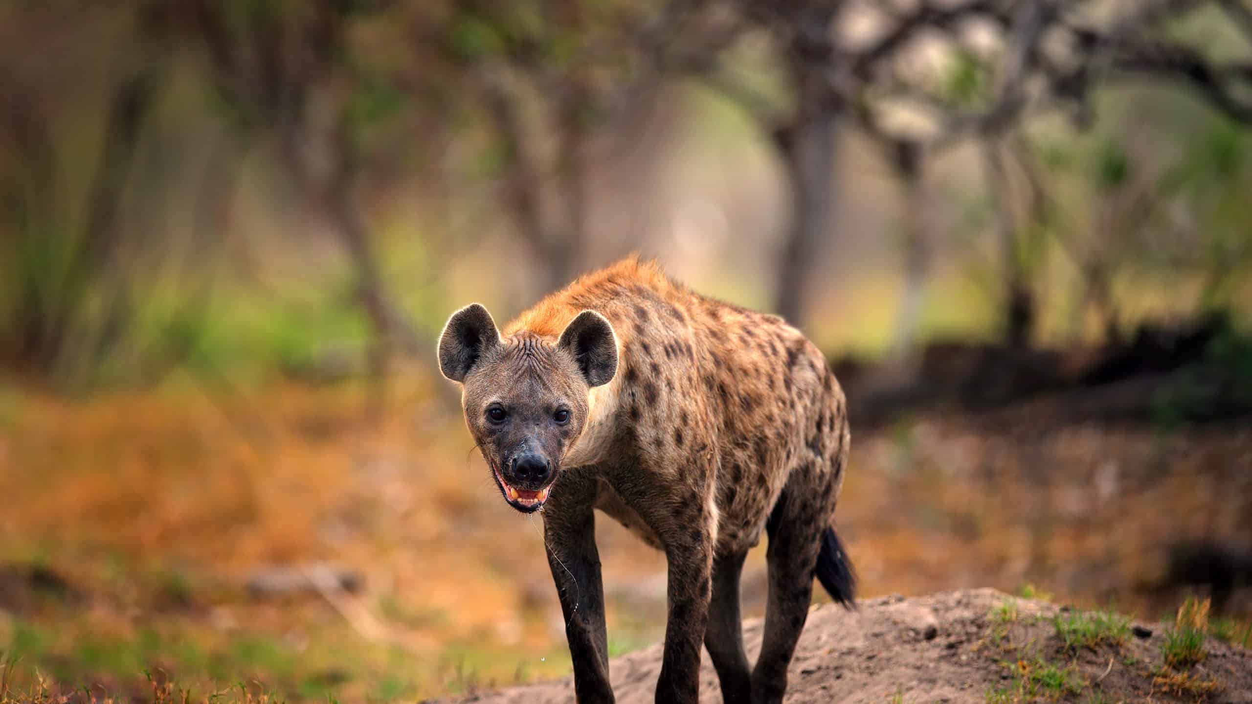 Guarda queste fastidiose iene che cercano di tirare un leone per la coda