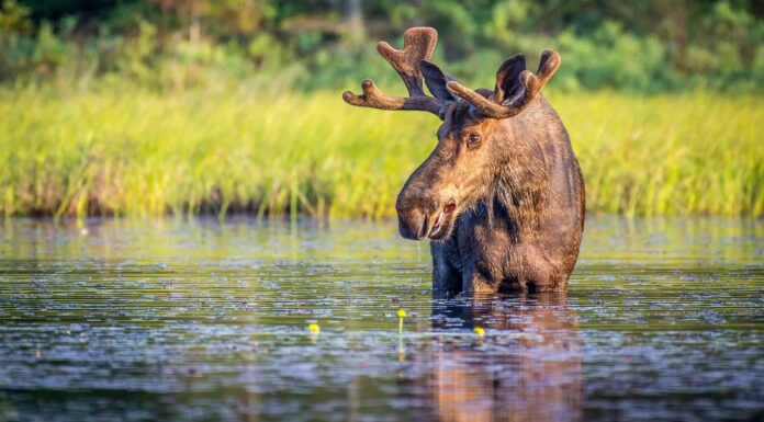 Guarda questo enorme alce che sfida la fisica e cammina sull'acqua
