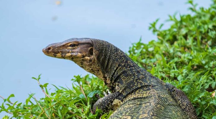 Visitatore sgradito: guarda questa enorme lucertola entrare nella tenda di una donna e spaventarla
