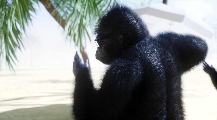 Guarda un Silverback che ispira tutti noi con una routine di ballo spontaneo per tutto il corpo
