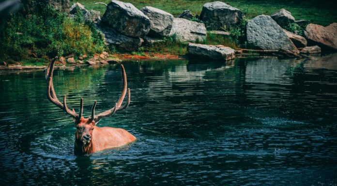Guarda un alce ferito superare in astuzia un orso grizzly, farlo rotolare e scappare in un fiume vicino
