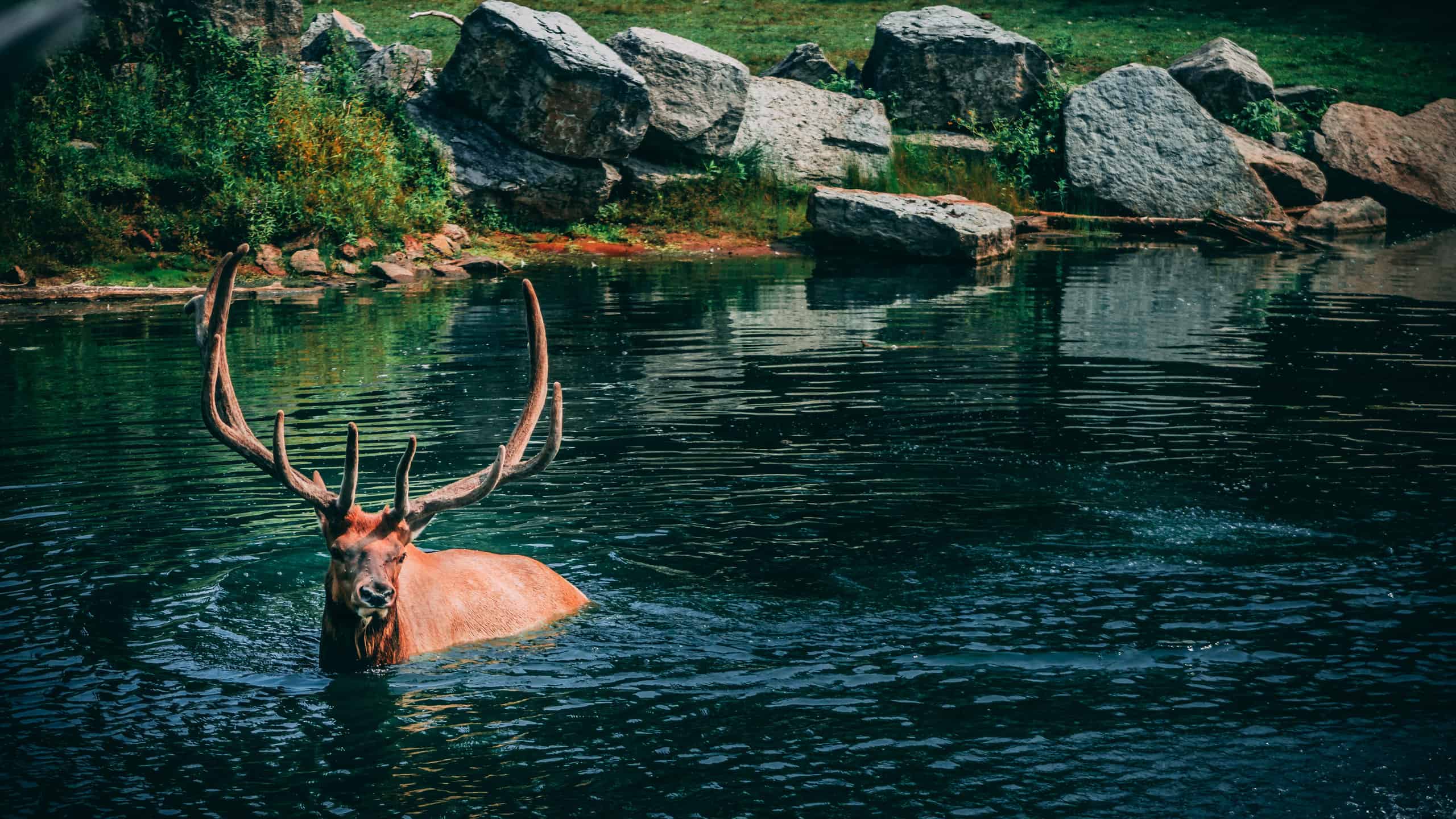 Guarda un alce ferito superare in astuzia un orso grizzly, farlo rotolare e scappare in un fiume vicino