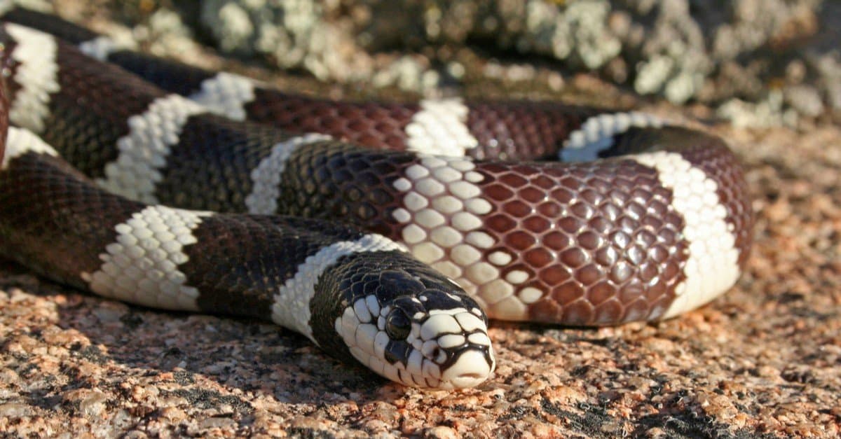 Guarda un audace serpente nuotare casualmente lungo una strada allagata della California