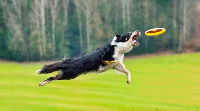 Guarda un cane stabilire il record mondiale per la cattura di frisbee più lunga
