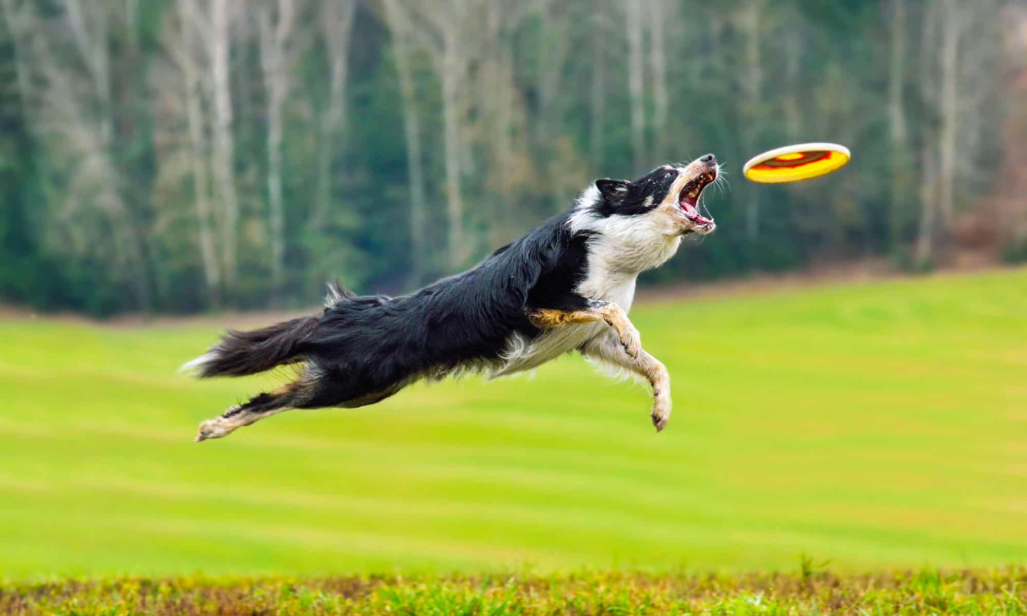 Guarda un cane stabilire il record mondiale per la cattura di frisbee più lunga