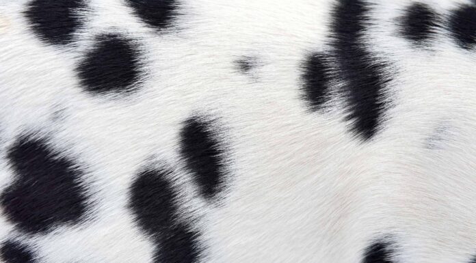 Guarda un cervo dalmata incredibilmente raro in Florida
