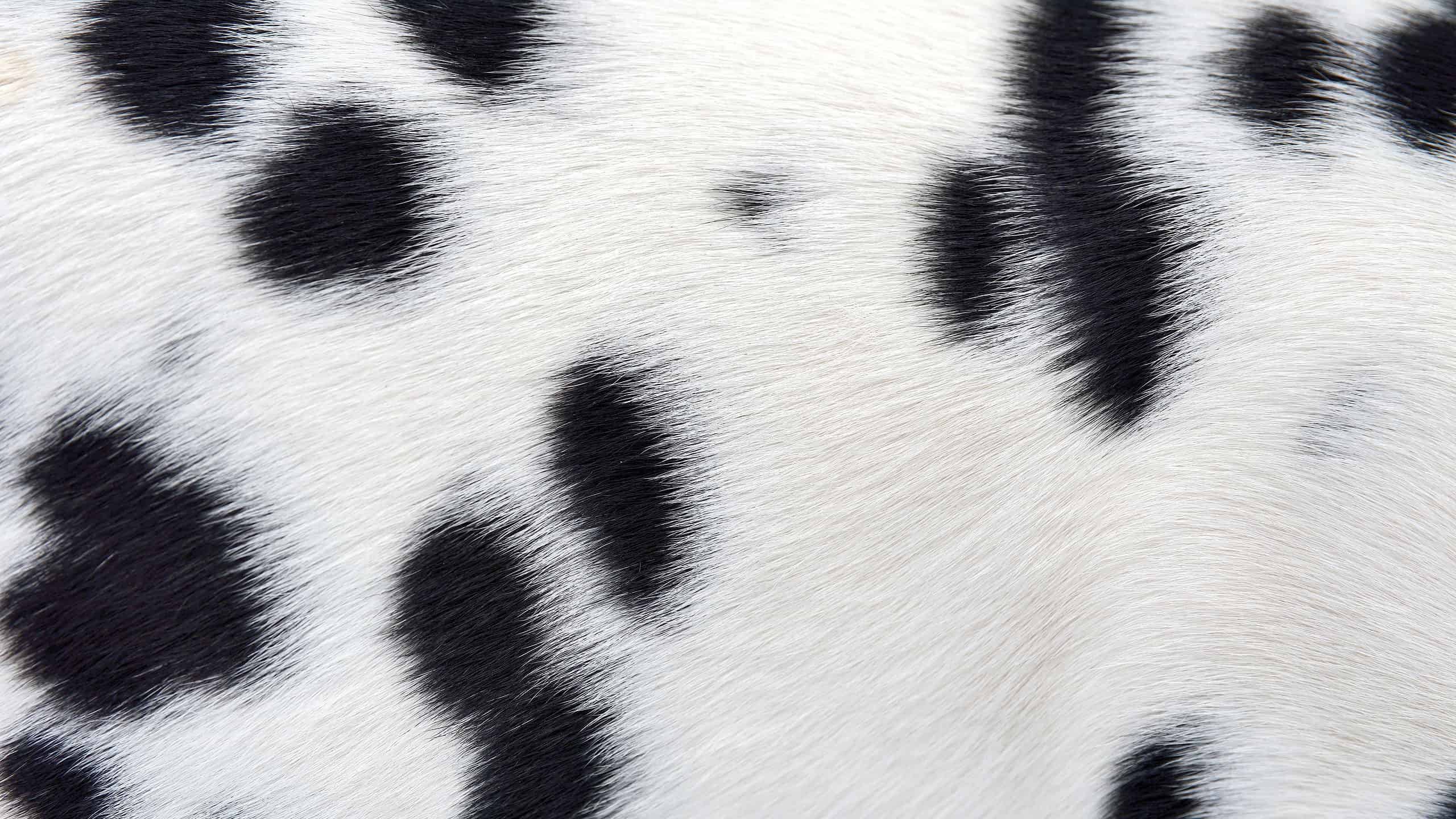 Guarda un cervo dalmata incredibilmente raro in Florida