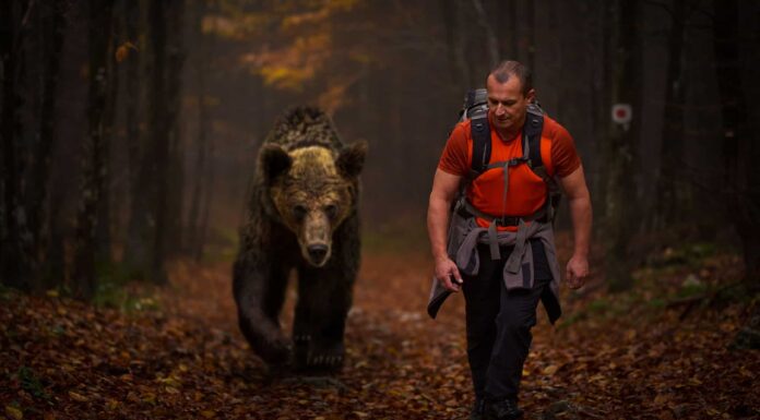 Guarda un ciclista pedalare per la sua vita mentre un implacabile Grizzly lo insegue
