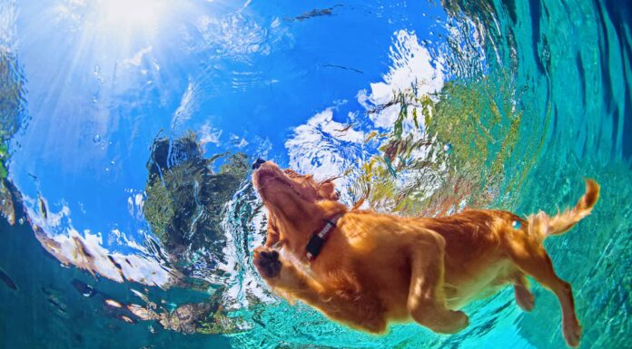 Guarda un delfino e un cane diventare migliori amici
