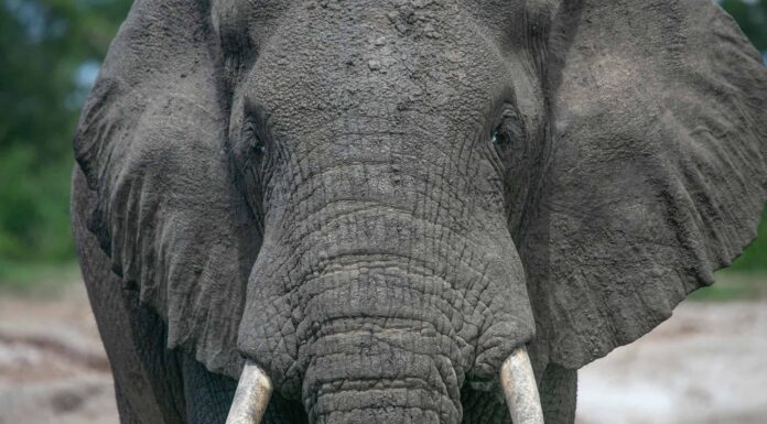 Guarda un elefante che quasi calpesta le iene per salvare il loro amico leone

