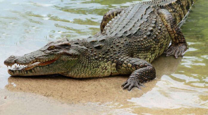 Guarda un uomo che scarica 1.000 ali di pollo su un mucchio di coccodrilli affamati
