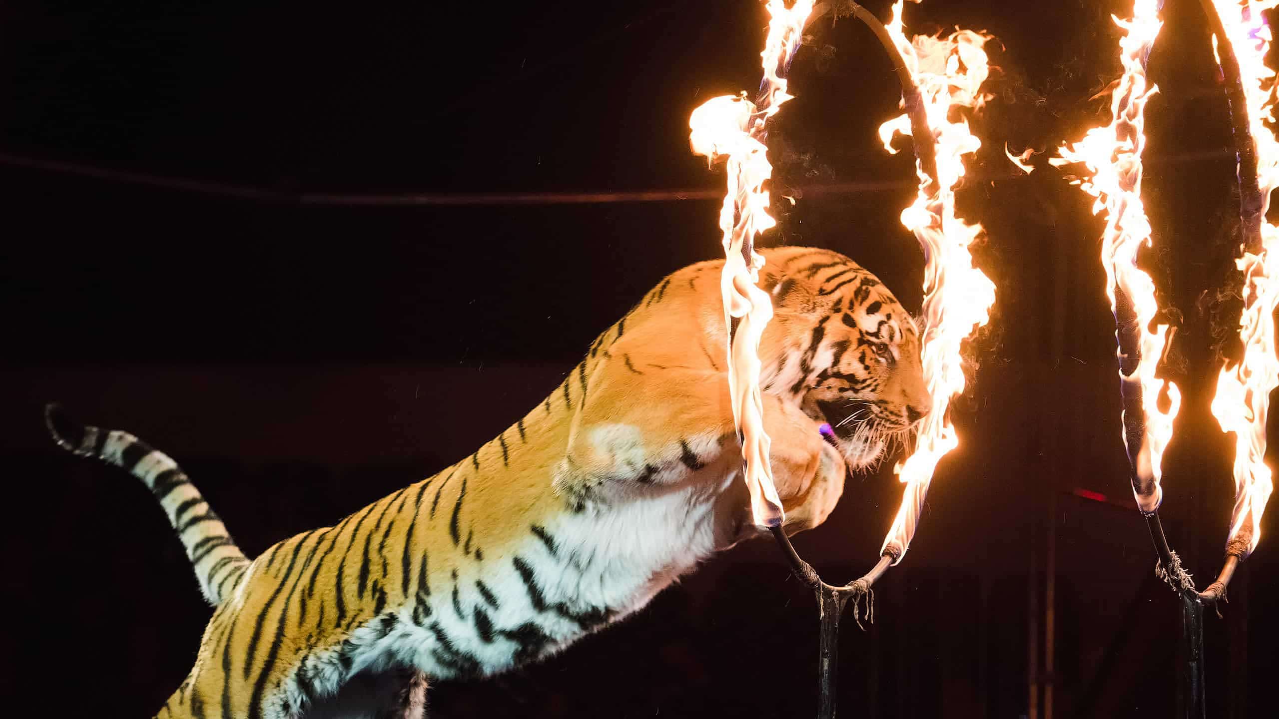 Guarda una tigre che scappa da un circo e scatena il caos