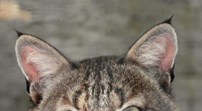 Guarda un'inversione a U di Fox molto veloce dopo aver visto da vicino un gatto selvatico
