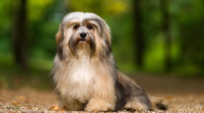 Havanese capannone?
