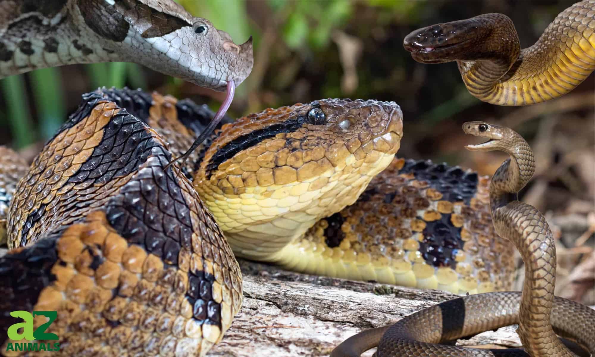 I 12 serpenti velenosi più grandi del mondo