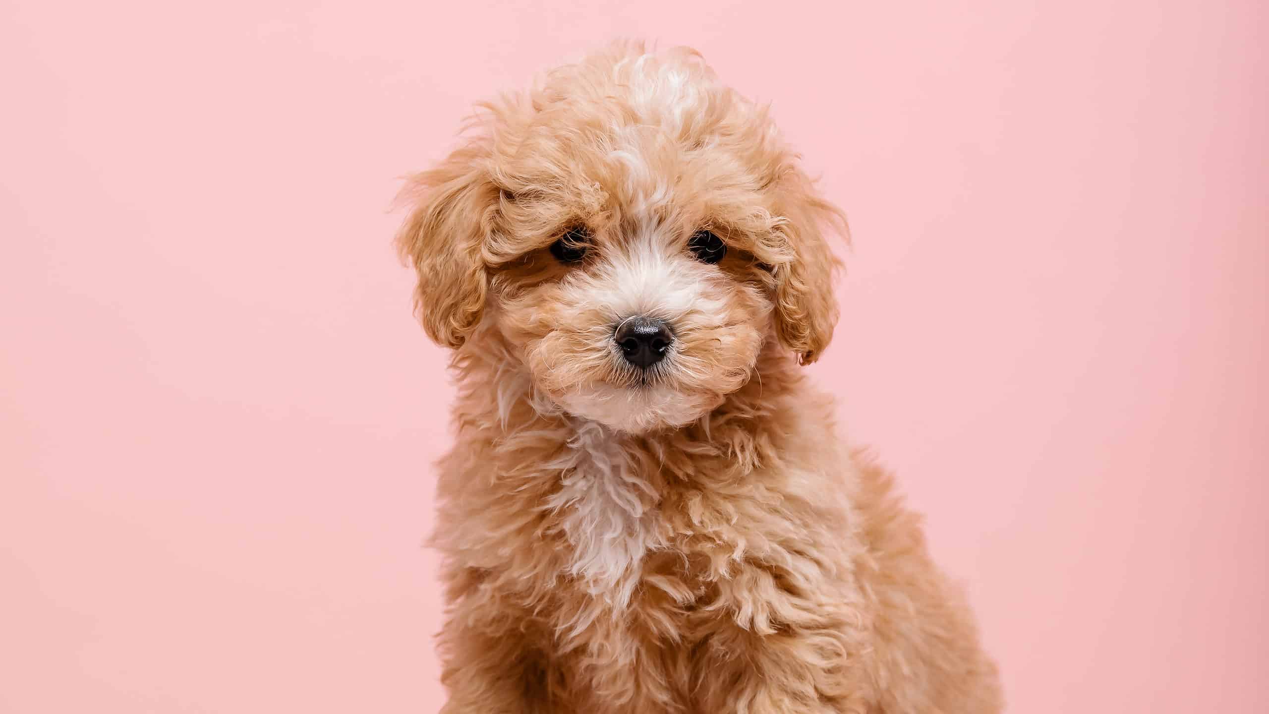 I 3 video di cuccioli più adorabili su Internet oggi