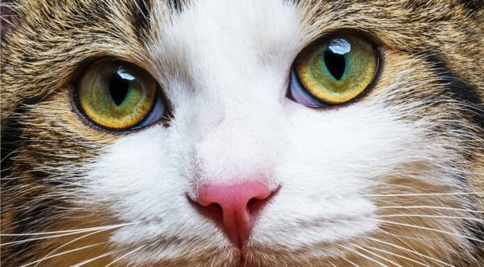  I gatti possono vedere i colori?  Quale?
