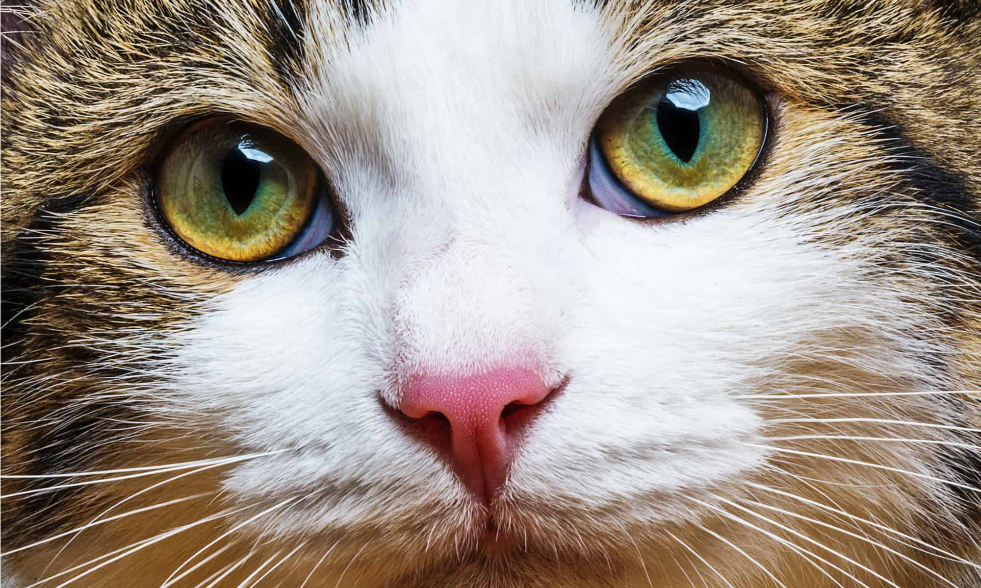 I gatti possono vedere i colori?  Quale?