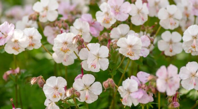 Are Geraniums Poisonous to Dogs or Cats- Pelargonium