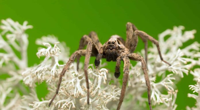 I ragni lupo sono buoni animali domestici?
