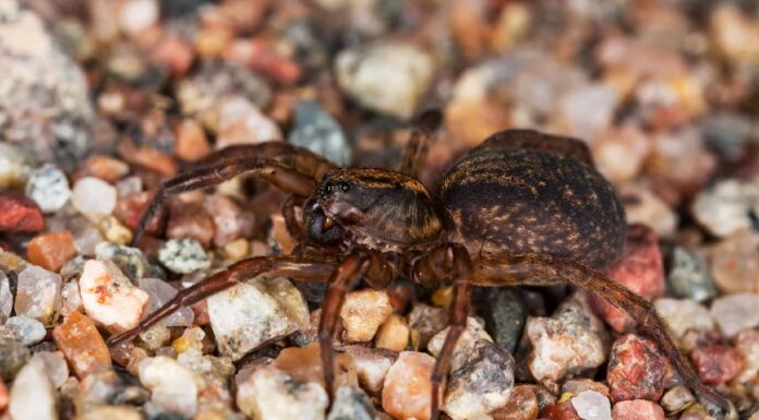 I ragni lupo sono pericolosi per cani o gatti?
