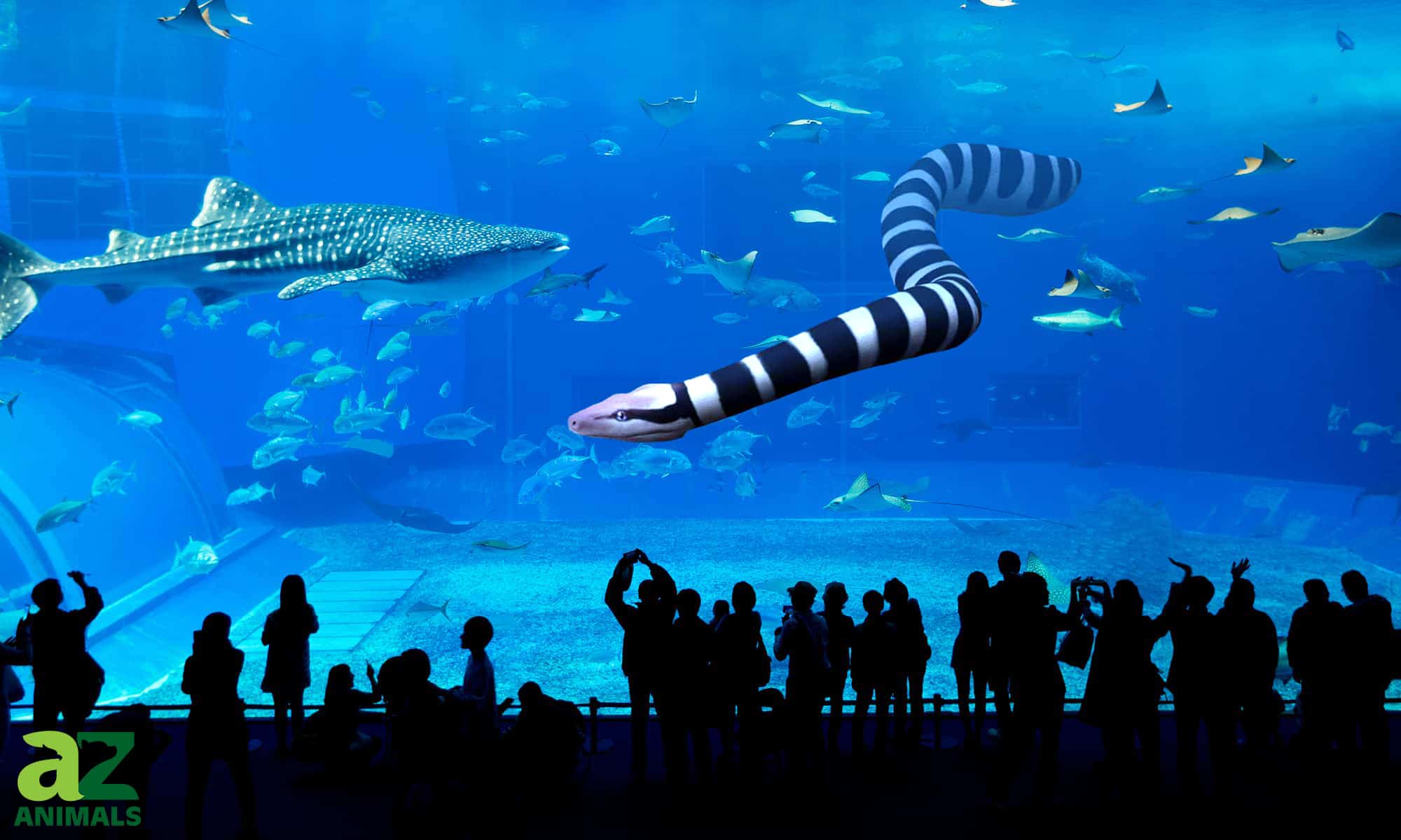 Il serpente marino più grande di sempre: scopri un antico gigante lungo 40 piedi