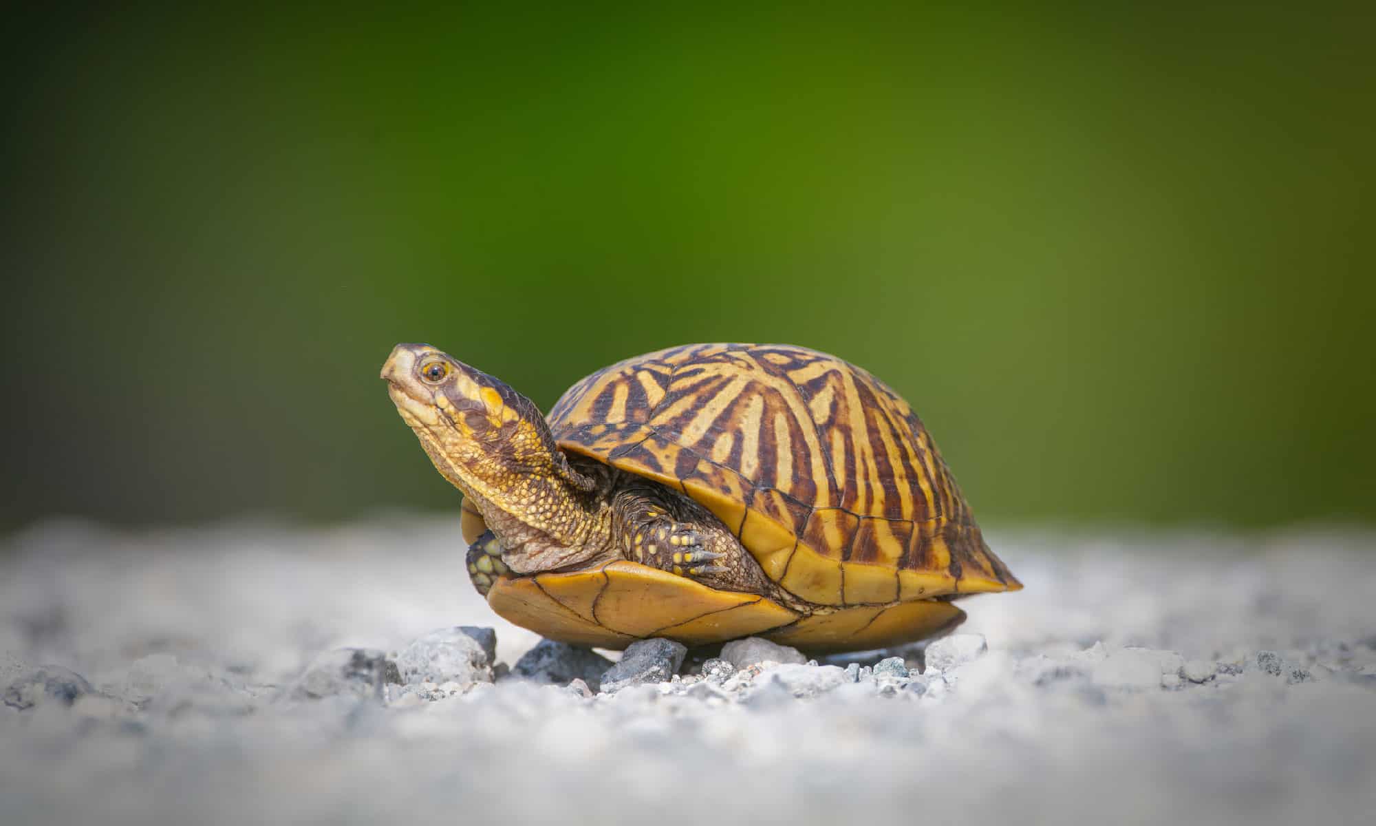 Mississippi Map Turtle
