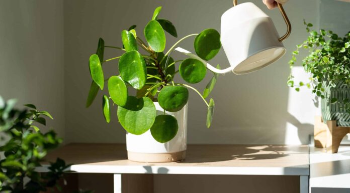 Irrigazione cinese delle piante monetarie: quanto e quando innaffiare
