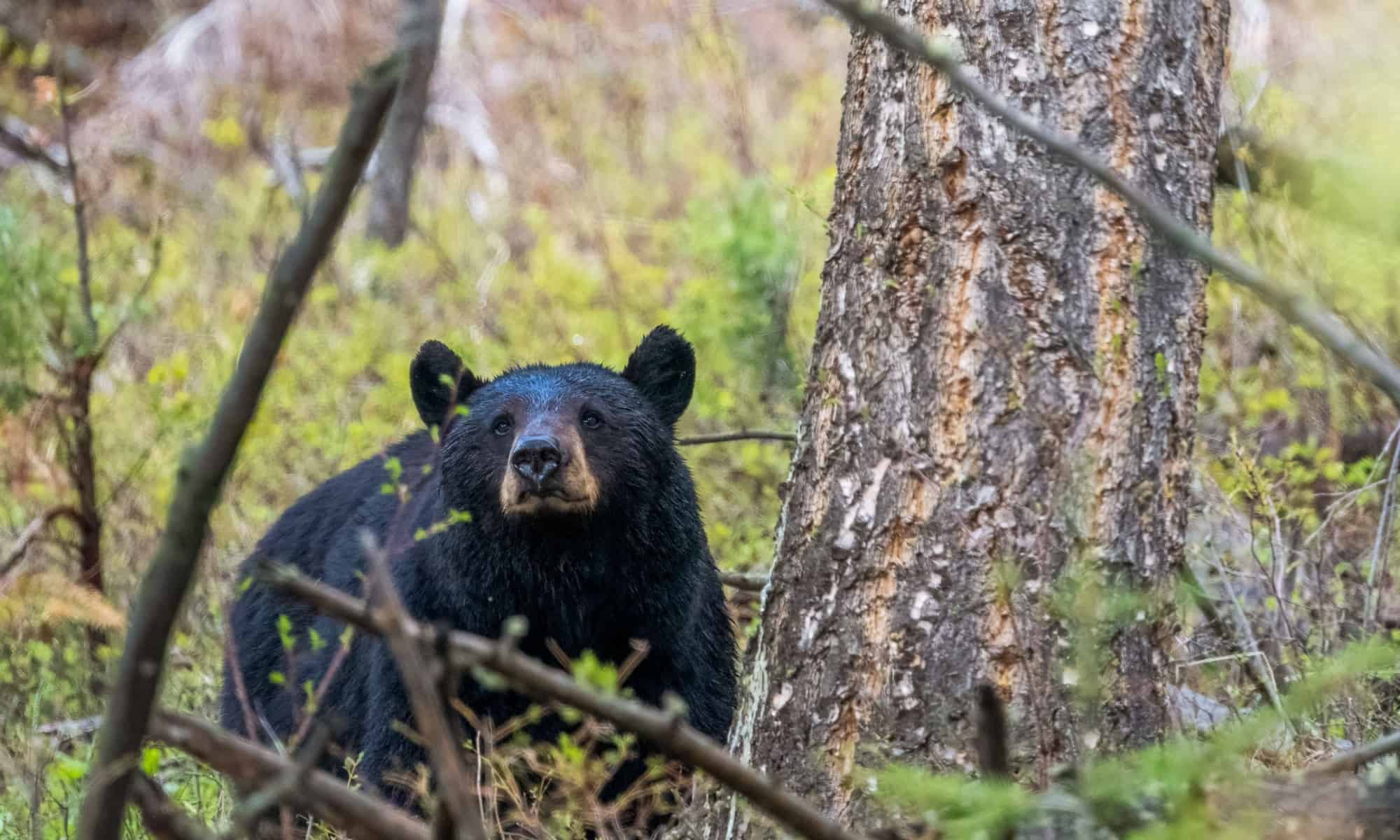 La telecamera "Ring" della famiglia riprende un orso in modalità Hulk nel pollaio