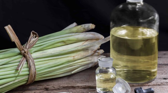 Melissa contro citronella: quali sono le loro differenze?
