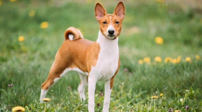 Misto Basenji
