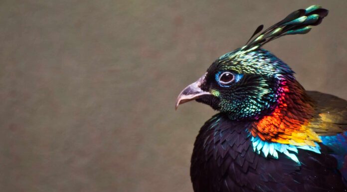 Monal himalayano: Uccello nazionale del Nepal
