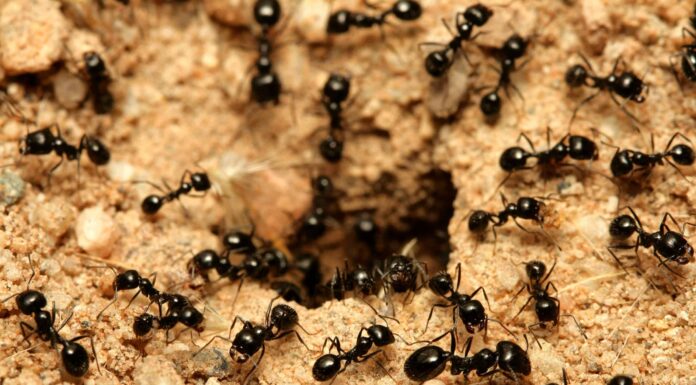  Non farlo!  L'uomo sciocco fa saltare in aria il suo cortile cercando di uccidere le formiche
