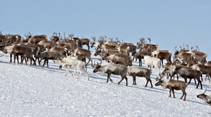 Notizie: i cambiamenti climatici creano trappole per le specie migratorie

