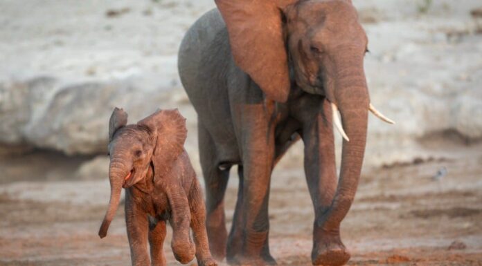 Nuovo studio: dopo anni di bracconaggio, gli elefanti cambiano la loro traiettoria evolutiva
