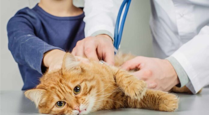 Perché i gatti ansimano?
