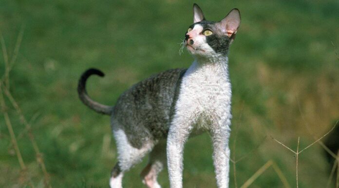 Perché i gatti hanno la coda?
