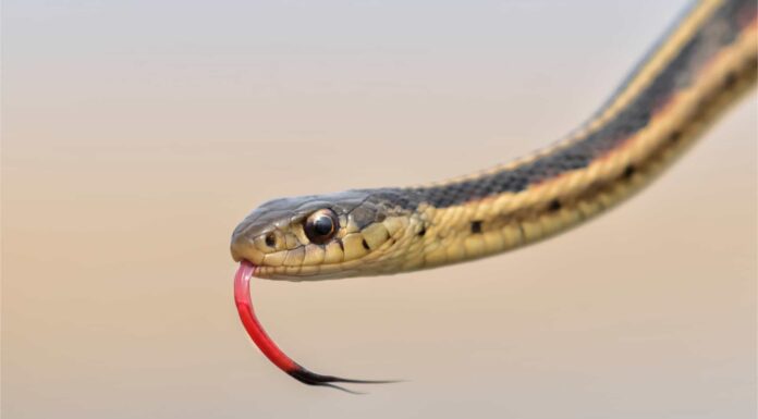 Perché il Massachusetts ha chiamato il serpente giarrettiera il suo stato rettile
