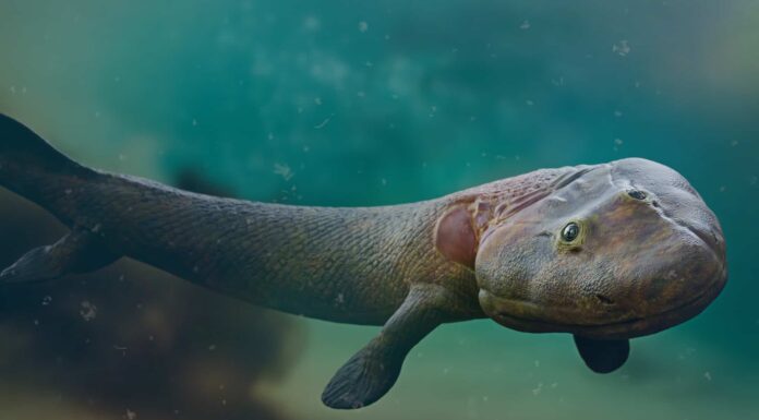 A ManyPets Pet Insurance Review: Pros, Cons, and Coverage