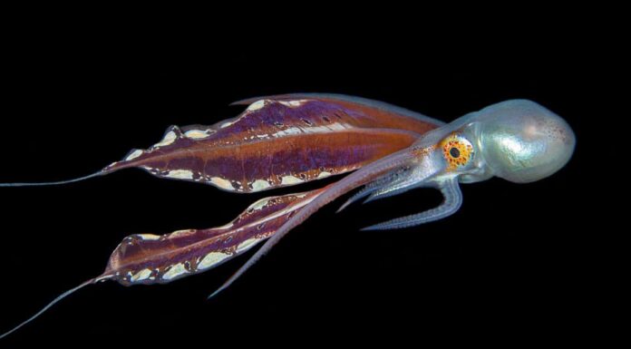 Blanket Octopus female diving. Blanket octopus pairs are some of the undersea world