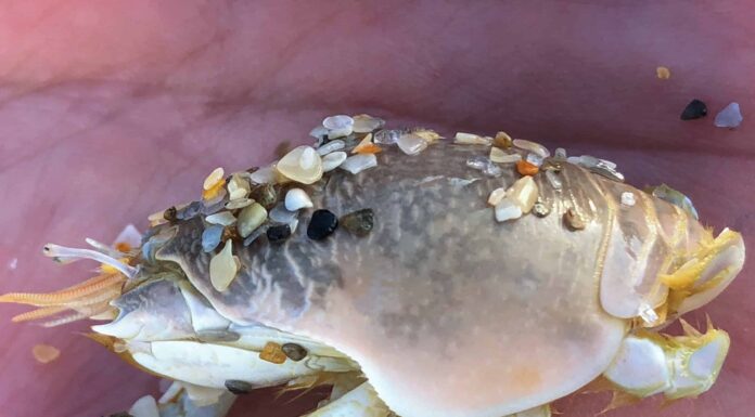 Pulci di sabbia in Florida
